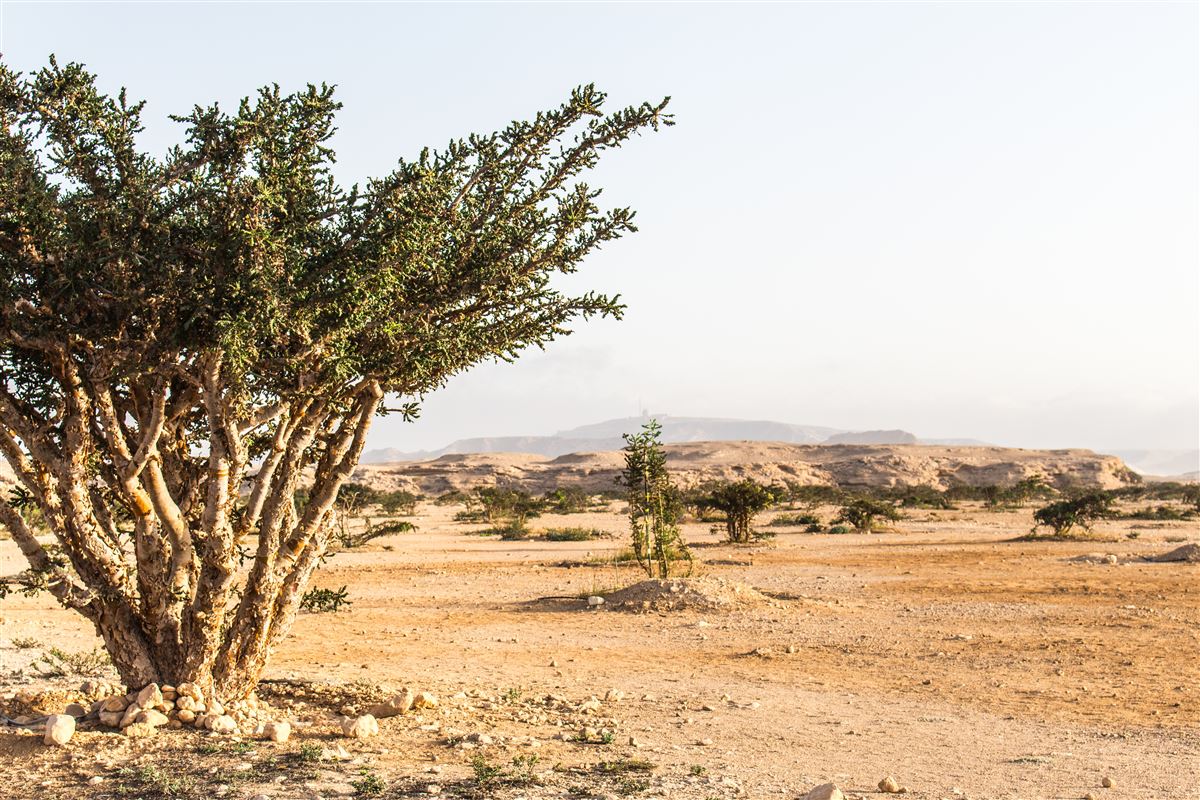 Rundreisen.de - Oman - Wadi Dawkha